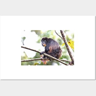 Howler monkeys - Costa Rica Posters and Art